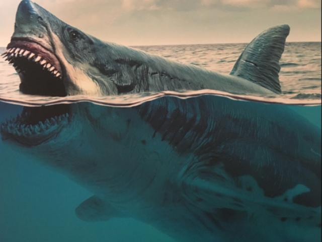 Hình ảnh Megalodon Trên Con Khổng Lồ Màu Trắng PNG , Bơi, Bị Cô Lập, Dưới  Nước PNG trong suốt và Vector để tải xuống miễn phí