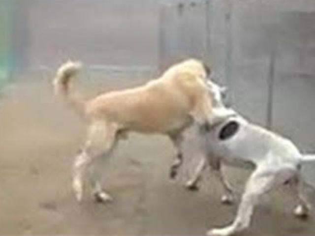 Cuộc chiến dữ dội giữa chó ngao Pakistan và chó Kangal, thắng lợi nghiêng về con nào?
