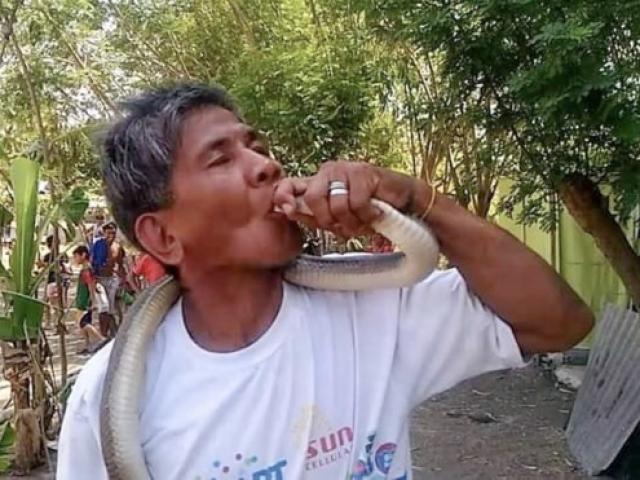 Tự tin miễn nhiễm với nọc độc, "người rắn" Philippines "hôn" hổ mang chúa và cái kết thảm