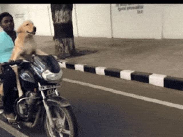 Xem ảnh chó lái xe máy đang khiến cư dân mạng \