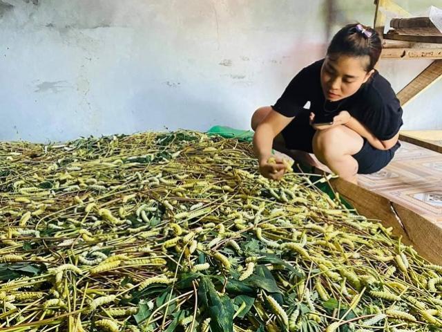 Loài côn trùng “đại bổ” được nuôi để lấy thịt, bán với giá đắt hơn thịt lợn