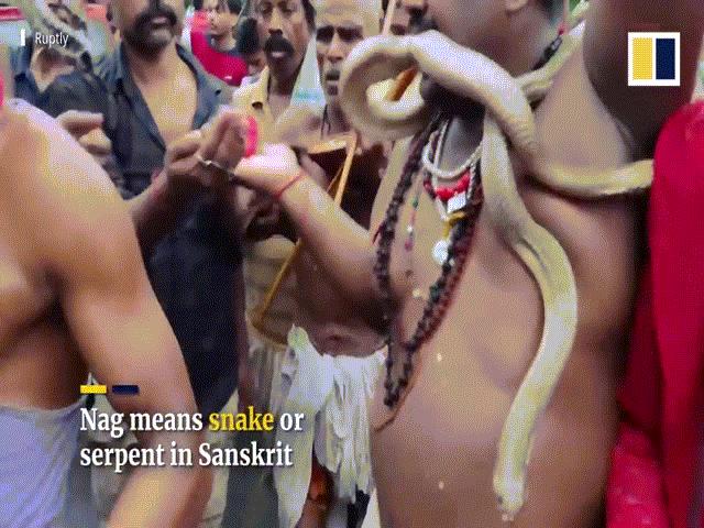 Video: Dân Ấn Độ cầm rắn trên tay, quấn rắn quanh cổ nườm nượp đổ ra đường diễu hành