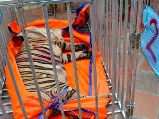 Nóng trong tuần: 8 con hổ trong vụ nuôi nhốt hổ trái phép ở Nghệ An được cấp đông để điều tra