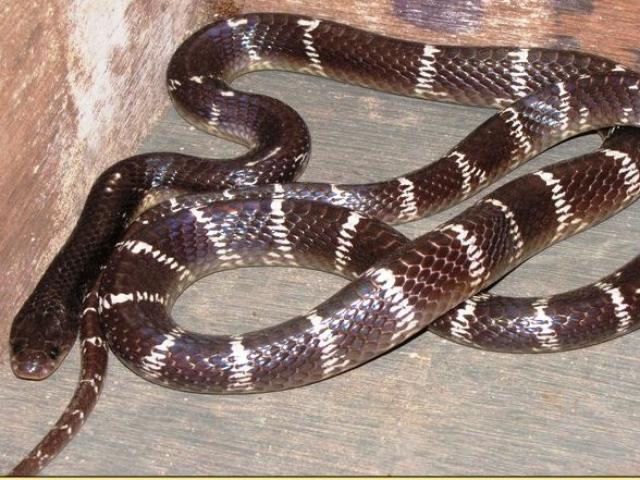 Ấn Độ: Bị rắn cạp nia thuộc “tứ đại rắn độc” cắn, người đàn ông cắn lại để trả thù