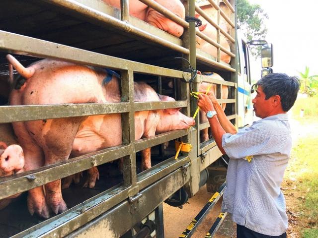 Giá lợn hơi chạm đáy 2 năm qua, giá thịt lợn tại các chợ ra sao?