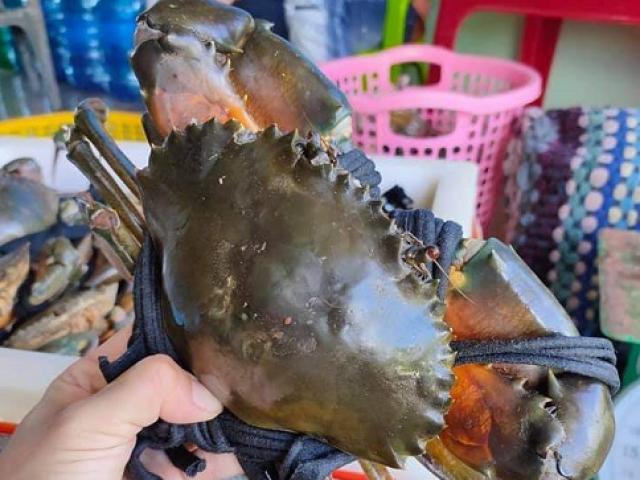 Cua Biển Cà Mau Rớt Giá “Thảm” Chỉ Còn 60.000 Đồng/Kg Vẫn Không Có Đầu Ra