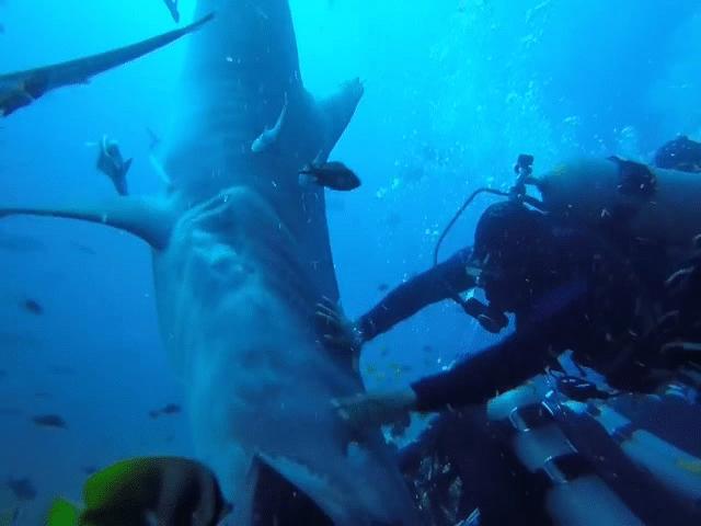 Video: Cá mập khổng lồ 5 mét cắn đầu thợ lặn dưới biển