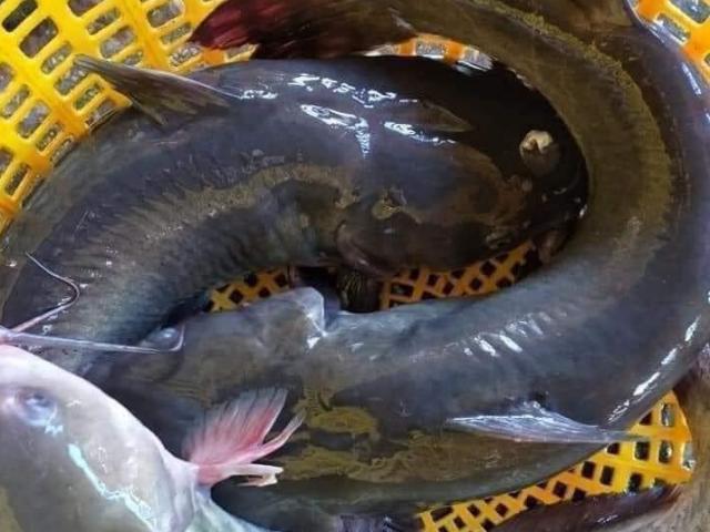 Loại cá đặc sản từng tiến Vua ở Việt Nam đang được bán với giá siêu rẻ, chỉ 85.000 đồng/kg