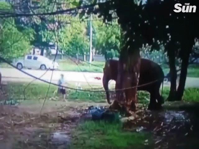 Video: Lại gần voi buộc ở gốc cây với ý tốt, người đàn ông Thái Lan lãnh họa thảm khốc