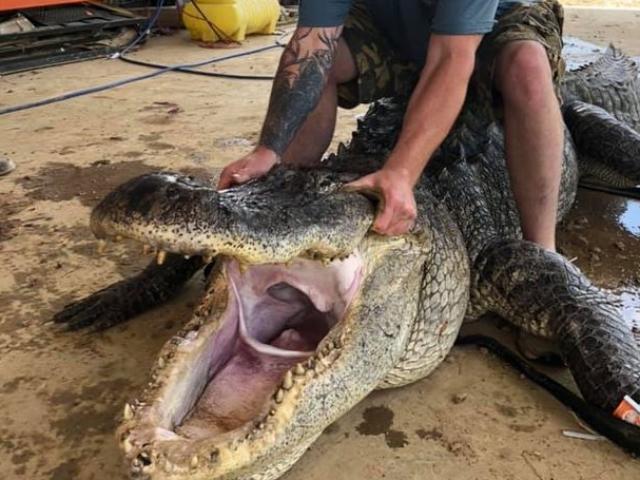 Mỹ: Mổ bụng cá sấu quái vật dài 4 mét, phát hiện vật thể khác thường