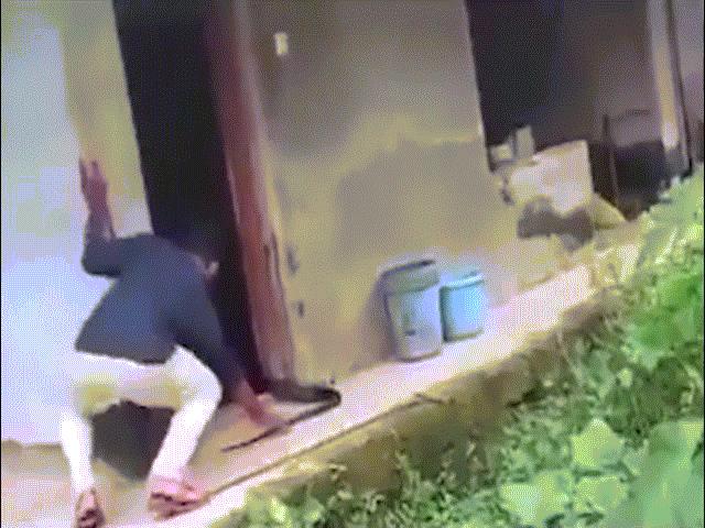 Video: Thợ bắt rắn Ấn Độ nắm đuôi hổ mang chúa 4,2m, bị phần đầu xuất hiện dọa "mất mật"