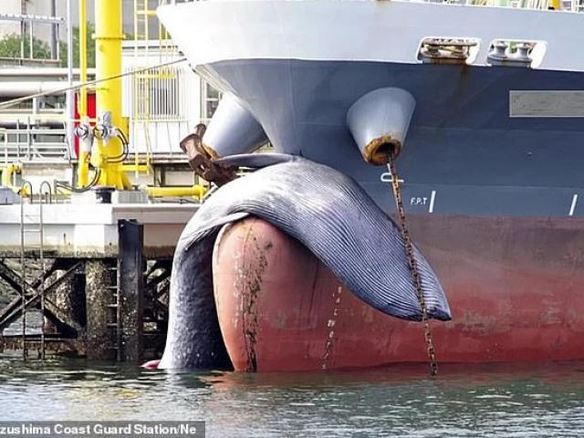 Sốc cảnh cá voi quý hiếm dài 10 mét kẹt cứng ở mũi tàu chở dầu Nhật Bản