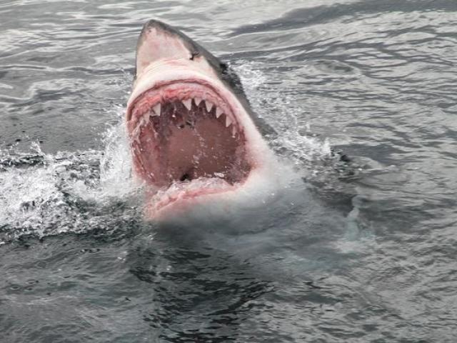 Mỹ: Ra biển lướt sóng, người đàn ông bị cá mập tấn công, lát sau thấy cảnh hãi hùng