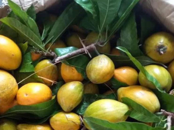 Loại quả quê ở Việt Nam chín rụng đầy gốc, trên Amazon rao bán 1,5 triệu/kg gây bất ngờ