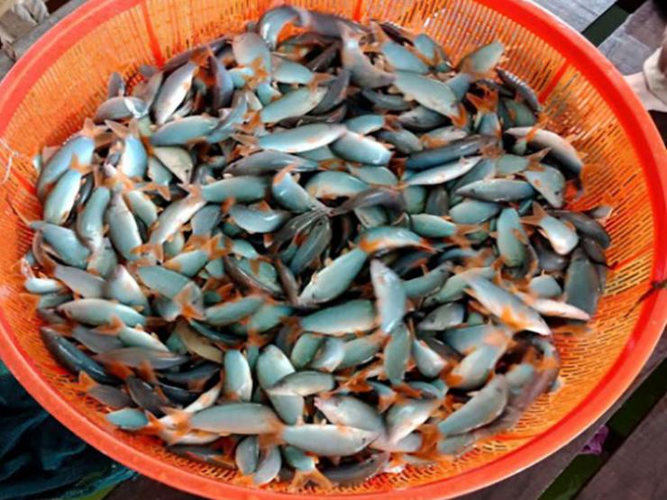 Loại cá ở Việt Nam có tiếng kêu lạ, trước nhà nghèo mới ăn, nay &quot;đổi đời&quot; giá 800.000 đồng/kg