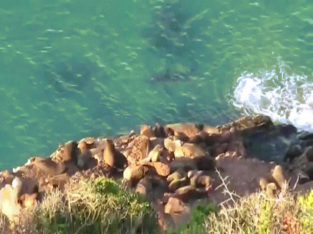 Video: Đang săn hải cẩu, cá mập trắng bị sinh vật to lớn đuổi chạy tháo thân