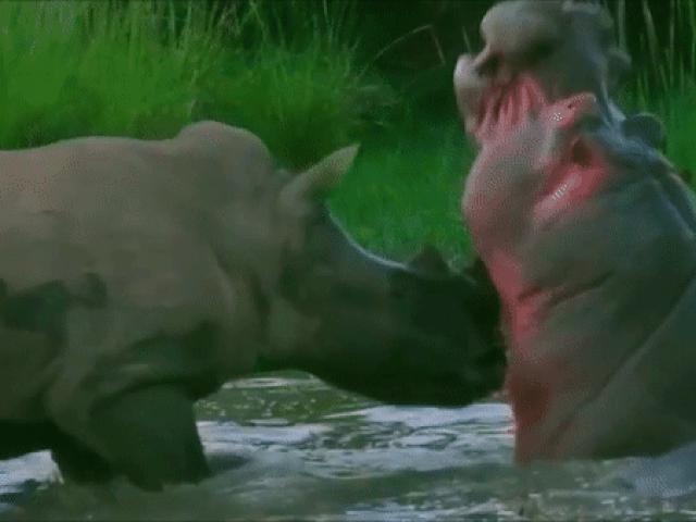 Tê giác đại chiến hà mã: con vật khổng lồ nào sẽ chiến thắng?