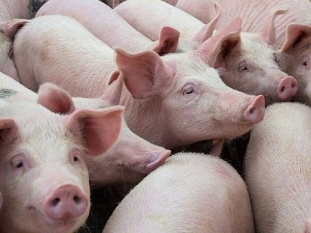 Giá lợn hơi hồi phục nhanh trở lại: Nên bán hay tiếp tục chờ tăng giá?