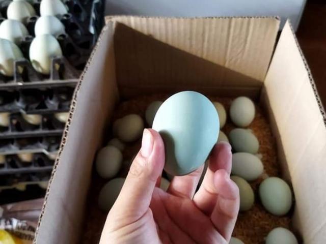 Xuất hiện trứng gà màu lạ, được ví như “nhân sâm”, giá cao gấp 3 lần trứng thường